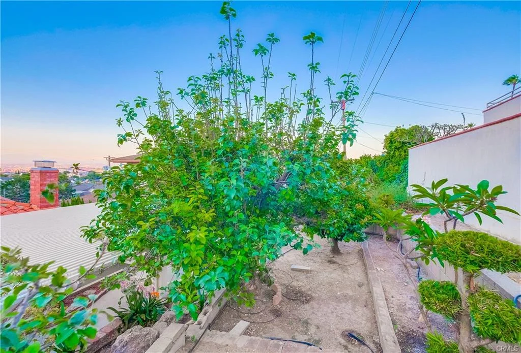 Tree with greenery and buildings in background
