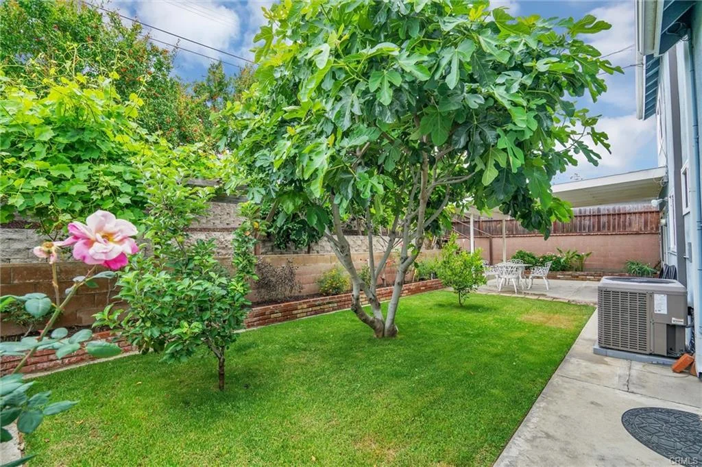 Garden with fig tree, rose bush, grass, patio, and brick wall.